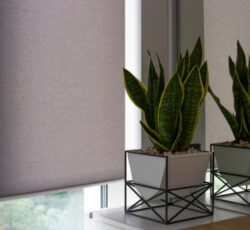 Motorized,roller,shades.,automatic,blinds,on,the,window.,a,houseplant